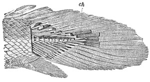 Fig. 19.