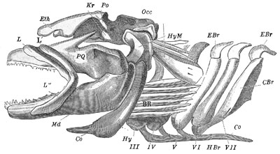 Fig. 23.