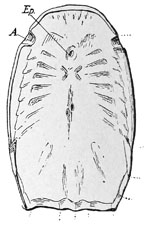 Fig. 41.