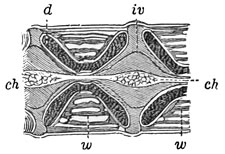 Fig. 53.