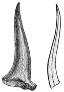 Fig. 78.