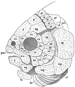 Fig. 190.