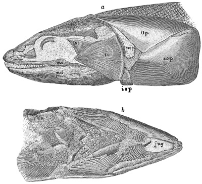 Fig. 209.