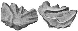 Fig. 243.