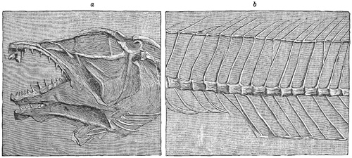 Fig. 254.