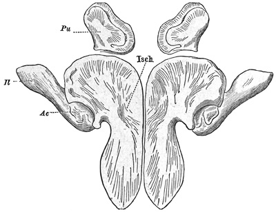 Fig. 285.