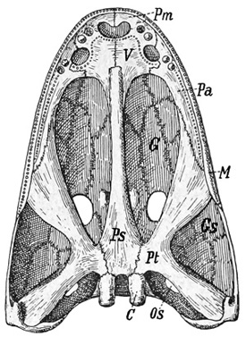 Fig. 305.