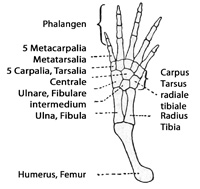 Fig. 319.