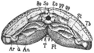 Fig. 323.