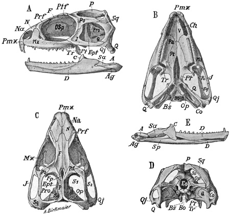 Fig. 337.