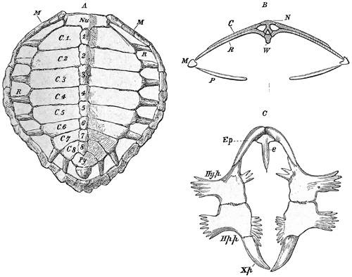 Fig. 390.