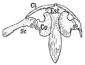 Fig. 405.