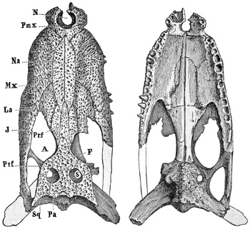 Fig. 421.