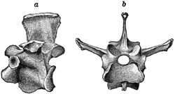 Fig. 458.