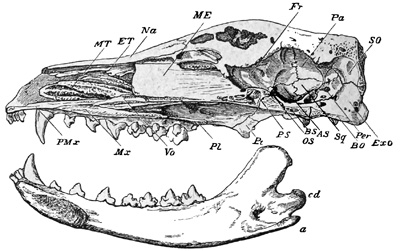 Fig. 477.