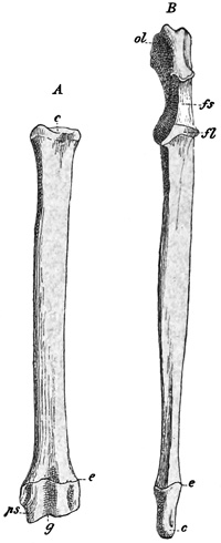 Fig. 480.