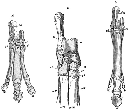 Fig. 485.