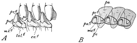 Fig. 489.