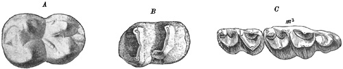 Fig. 492.