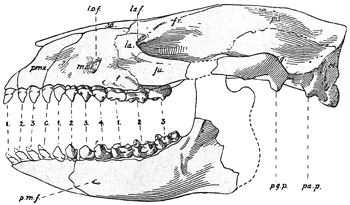 Fig. 533.