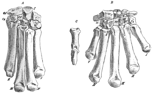 Fig. 540.