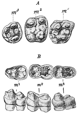 Fig. 547.