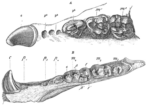 Fig. 556.