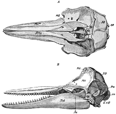 Fig. 570.