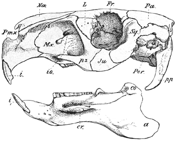 Fig. 589.