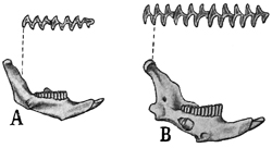 Fig. 599.