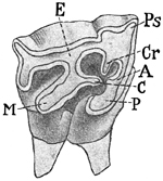 Fig. 620.