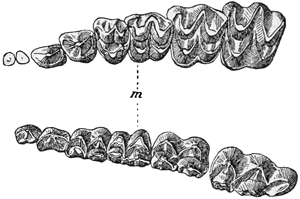 Fig. 672.