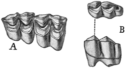 Fig. 698.