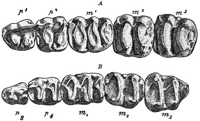 Fig. 729.