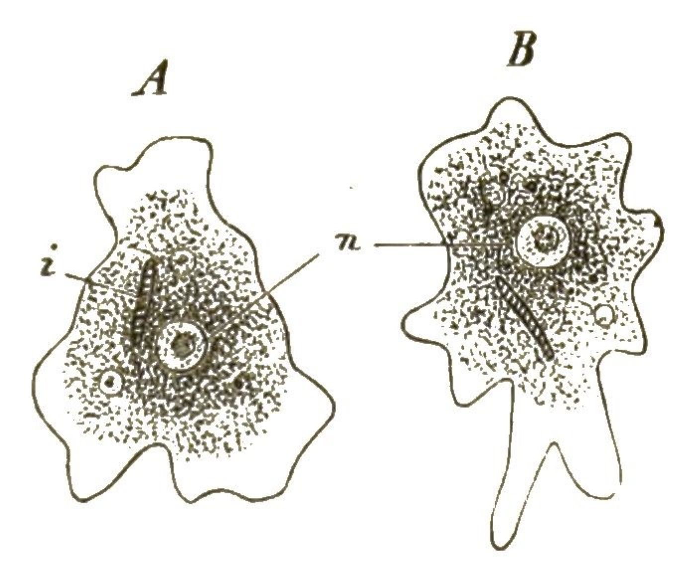 Eine gewöhnliche Amoeba