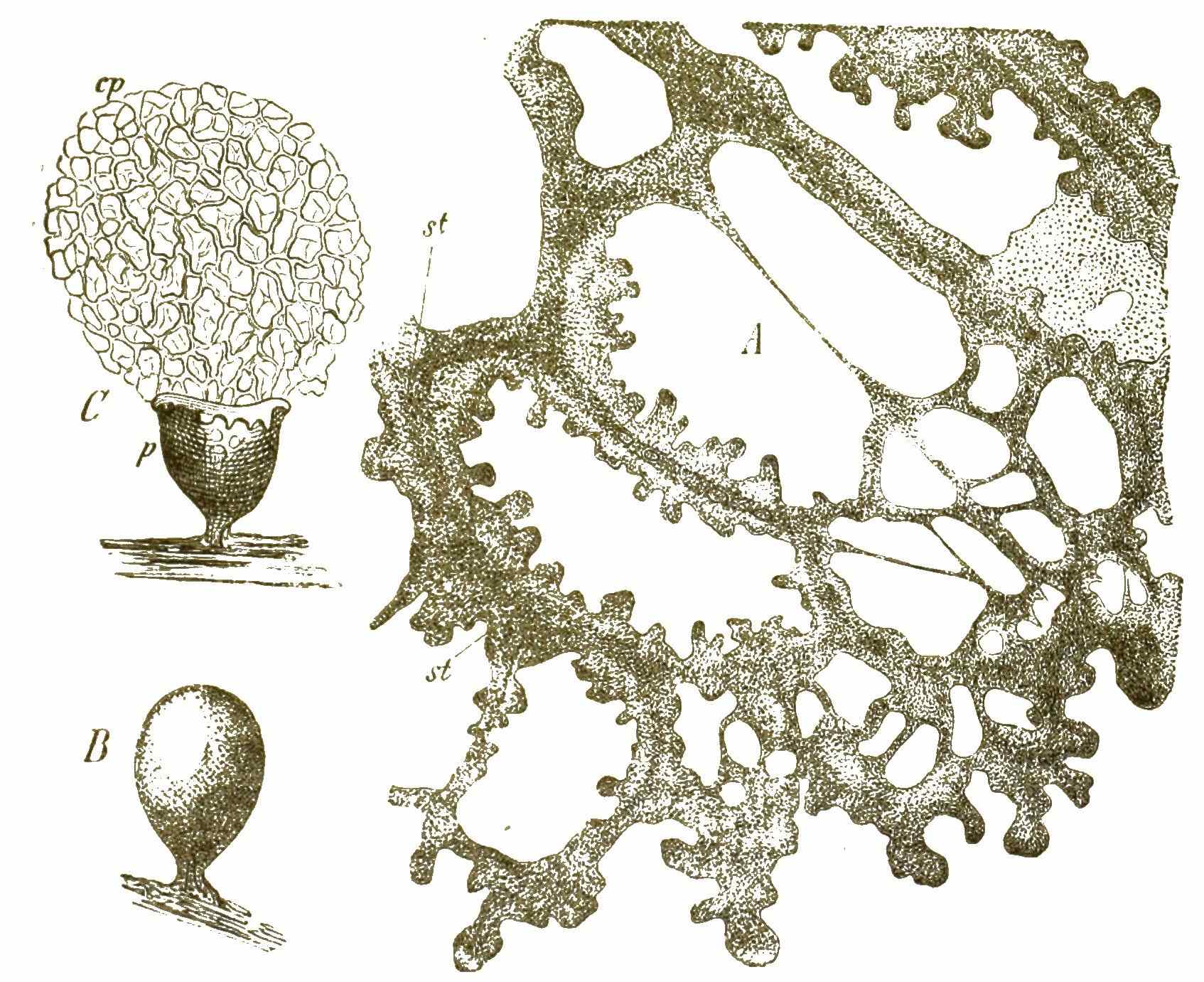 Myxomyceten