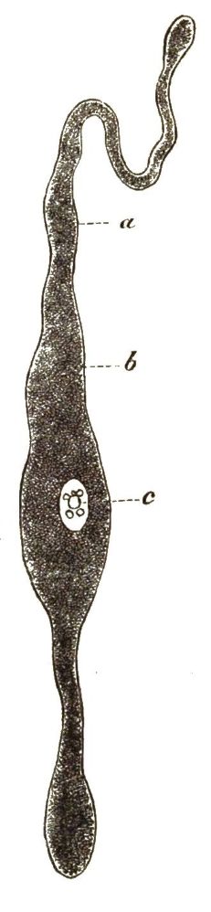 Monocystis