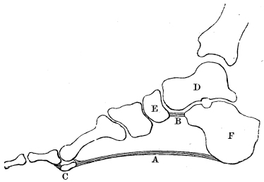 Side view of foot bones and main ligaments