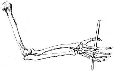 Skeleton of arm and hand