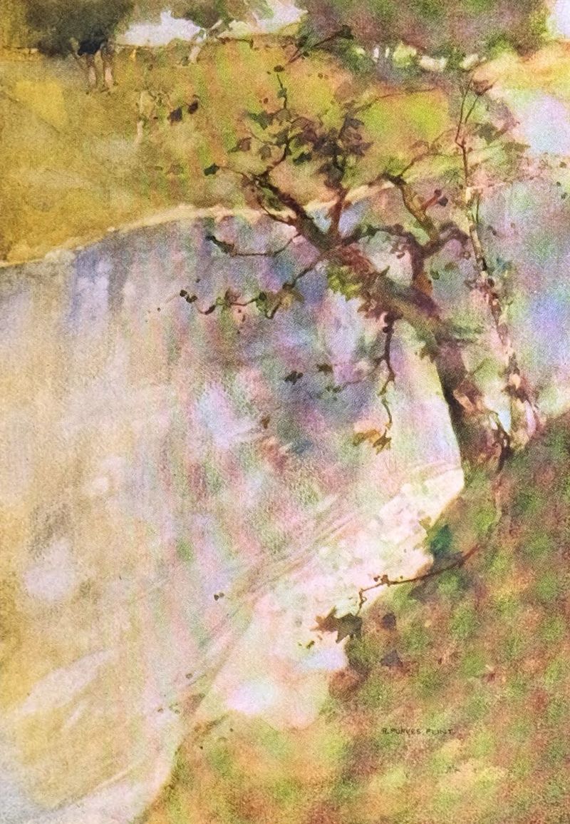 A leafing tree on the banks of the river Ayr