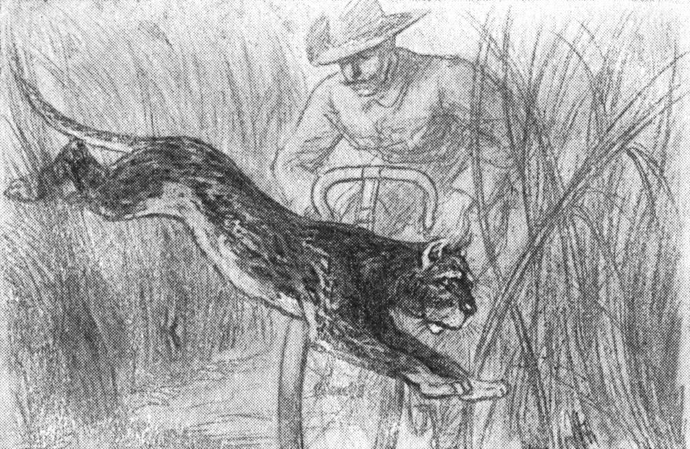 Ein Leopard  springt aus dem Gebüsch für das Fahrrad des Verfassers