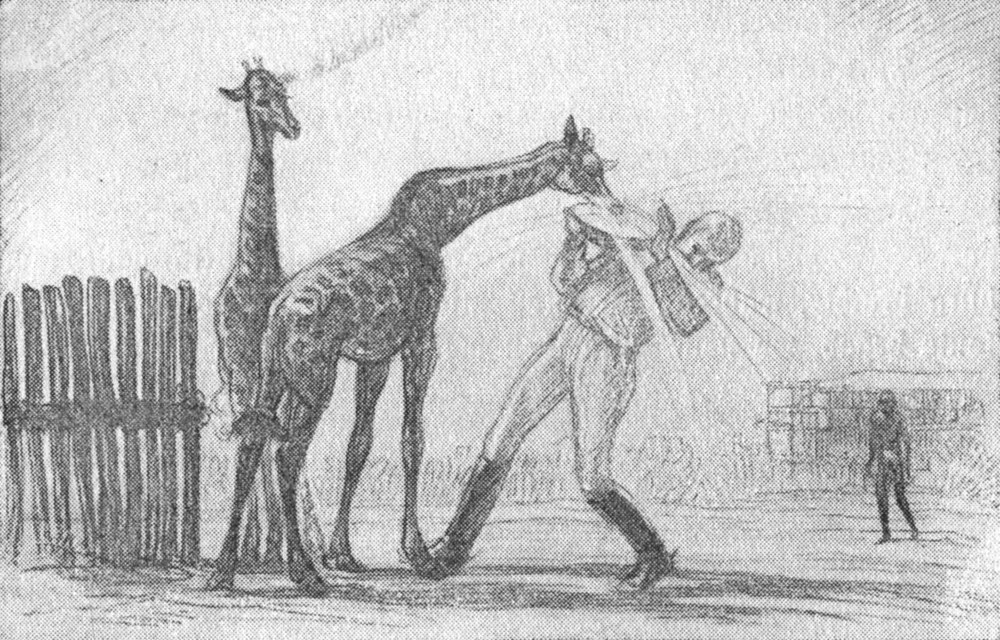 Eine Giraffe stößt die Trinkschüssel um, deren Inhalt sich auf den Träger ergießt