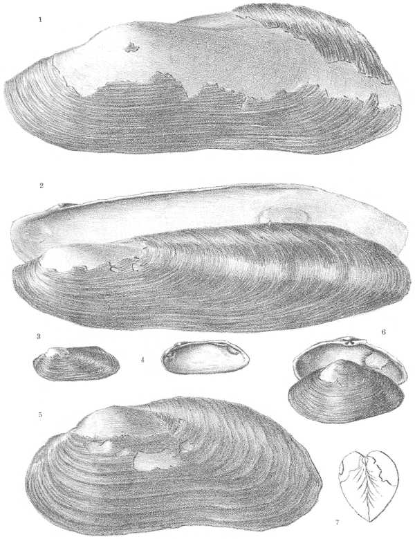 [Planche lithografiée mollusques]