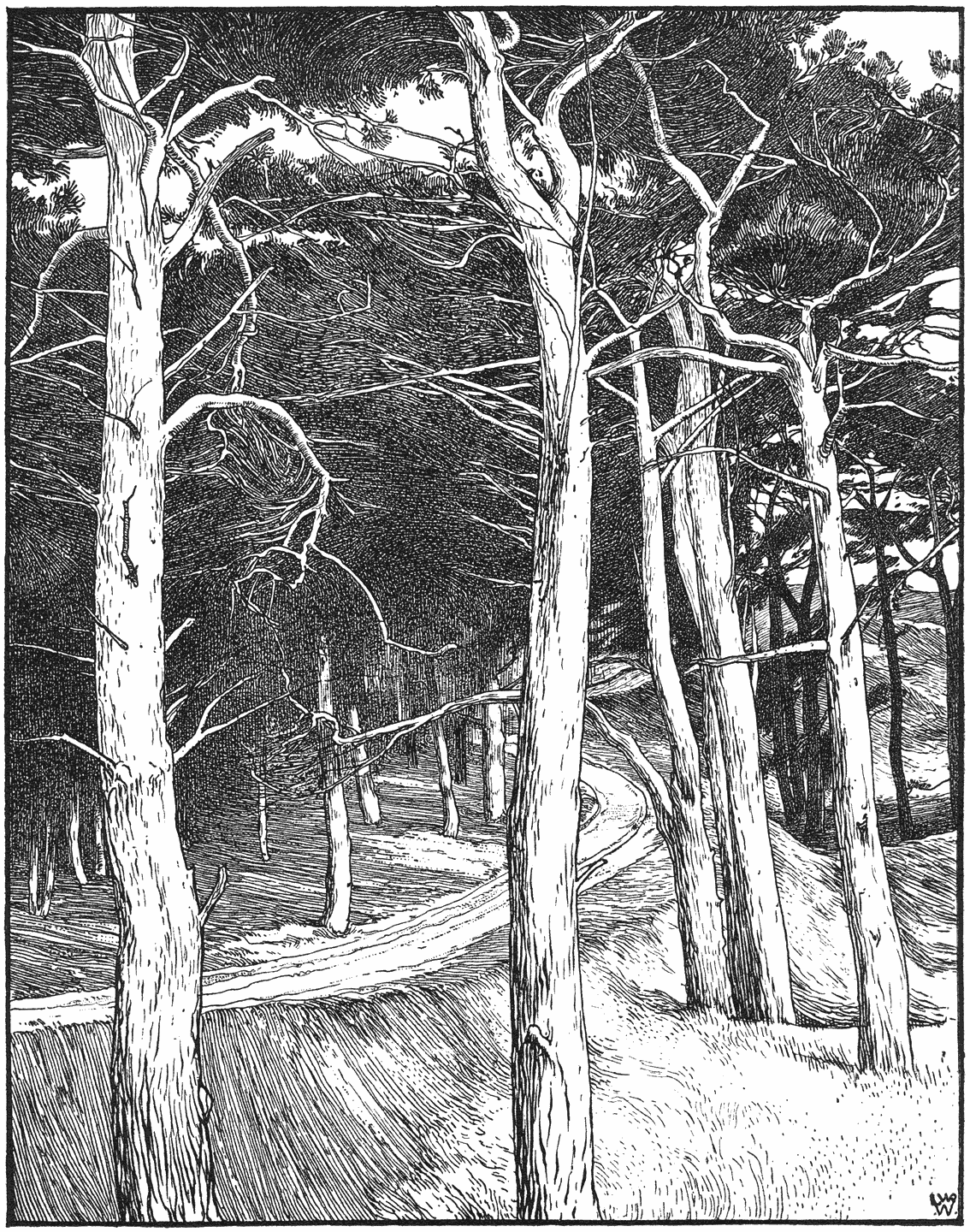 Weg door bos in duinen.