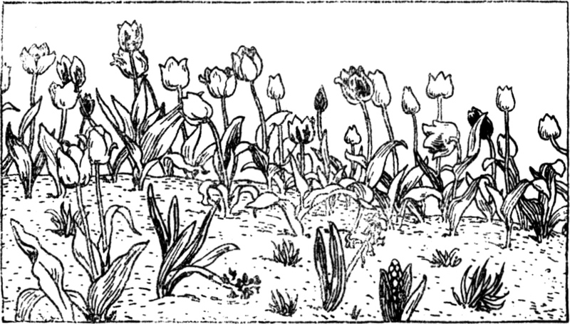 Ein dicht bewachsenes Blumenbeet