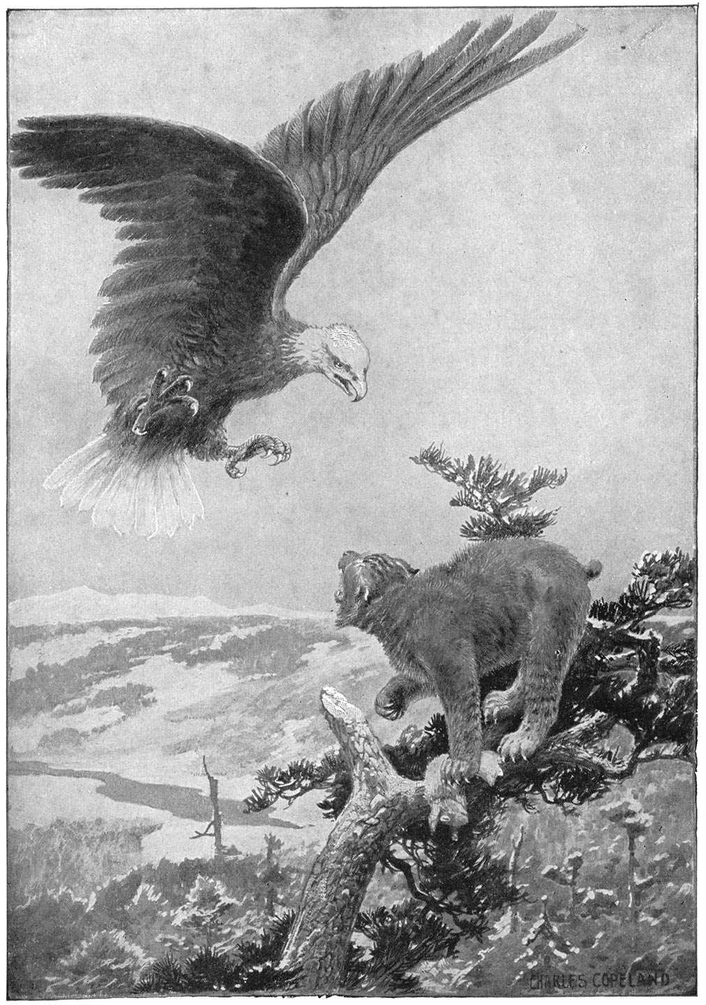 ... een fellen strijd in de boomtoppen...