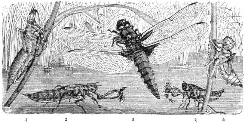 Life cycle of dragon fly