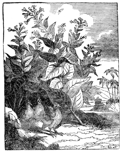 A tobacco plant, with several birds standing nearby.