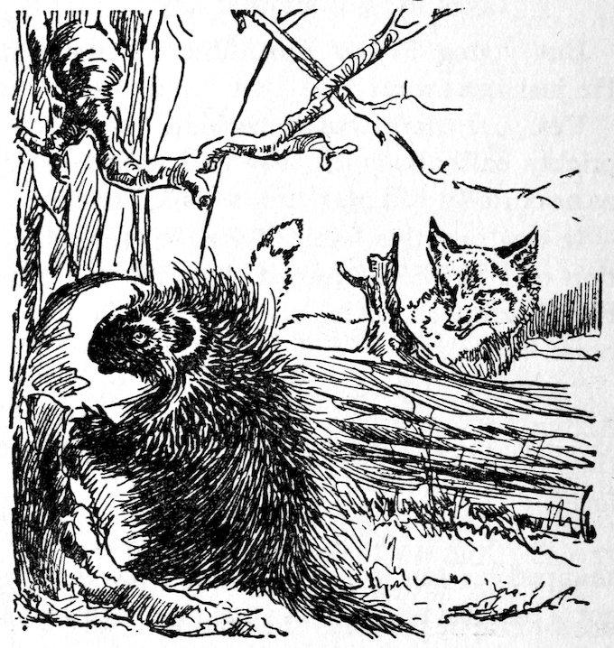 [Fox & porcupine]
