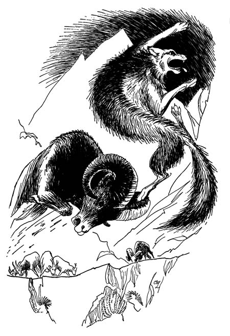 The old ram's horns struck the wolf in the chest